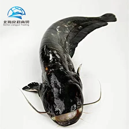 wholesale price high quality fishing fresh live fish frozen farming whole round catfish for sale