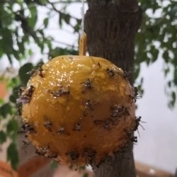 Outdoor Disposable Hanging Fly Trap ball Fruit Fly Catcher Sticky FLY Trap