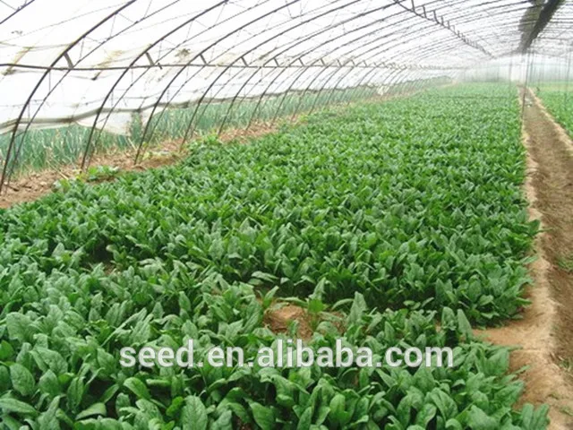 Autumn cultivation spinach hybrid seeds SXS No.4
