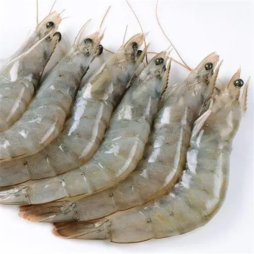 Best Quality Frozen Raw Vannamei Hoso/ Frozen Vannamei White Shrimp Raw with Competitive price
