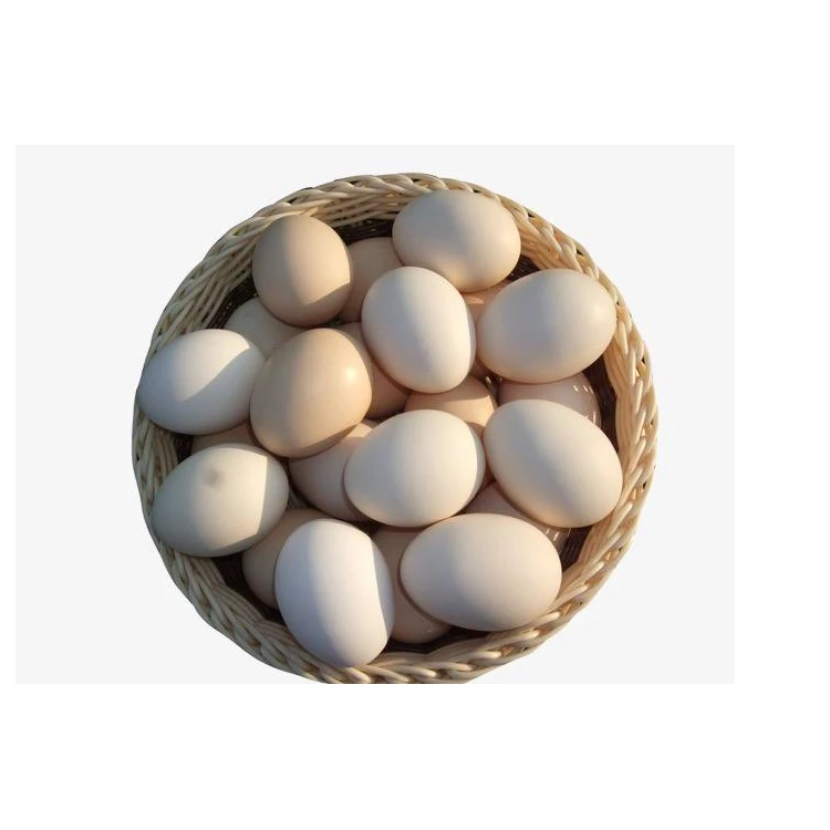 COREN Best quality fresh egg (brown/white) from Spain
