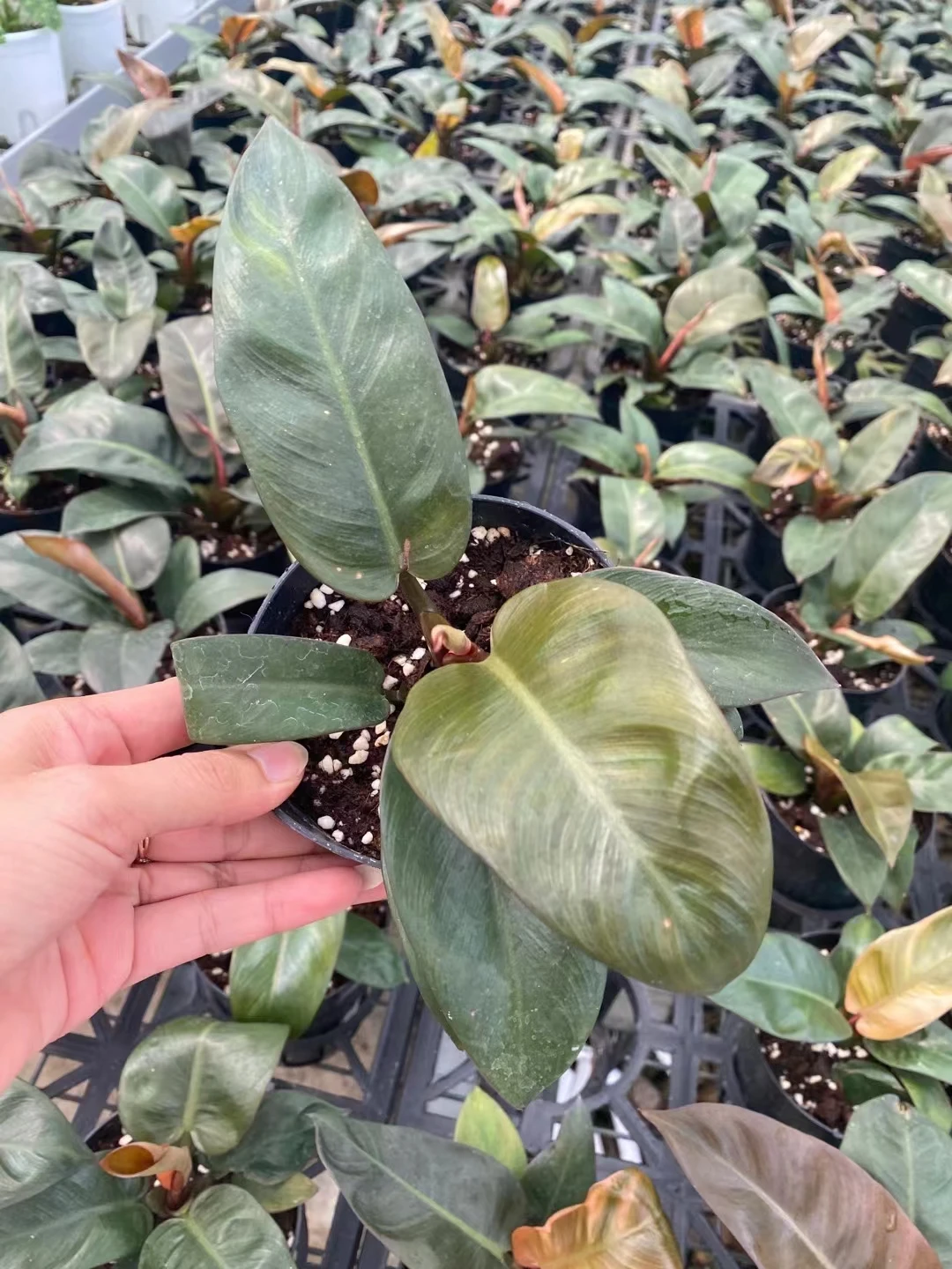  Philodendron black cardinal живые растения комнатный бонсай