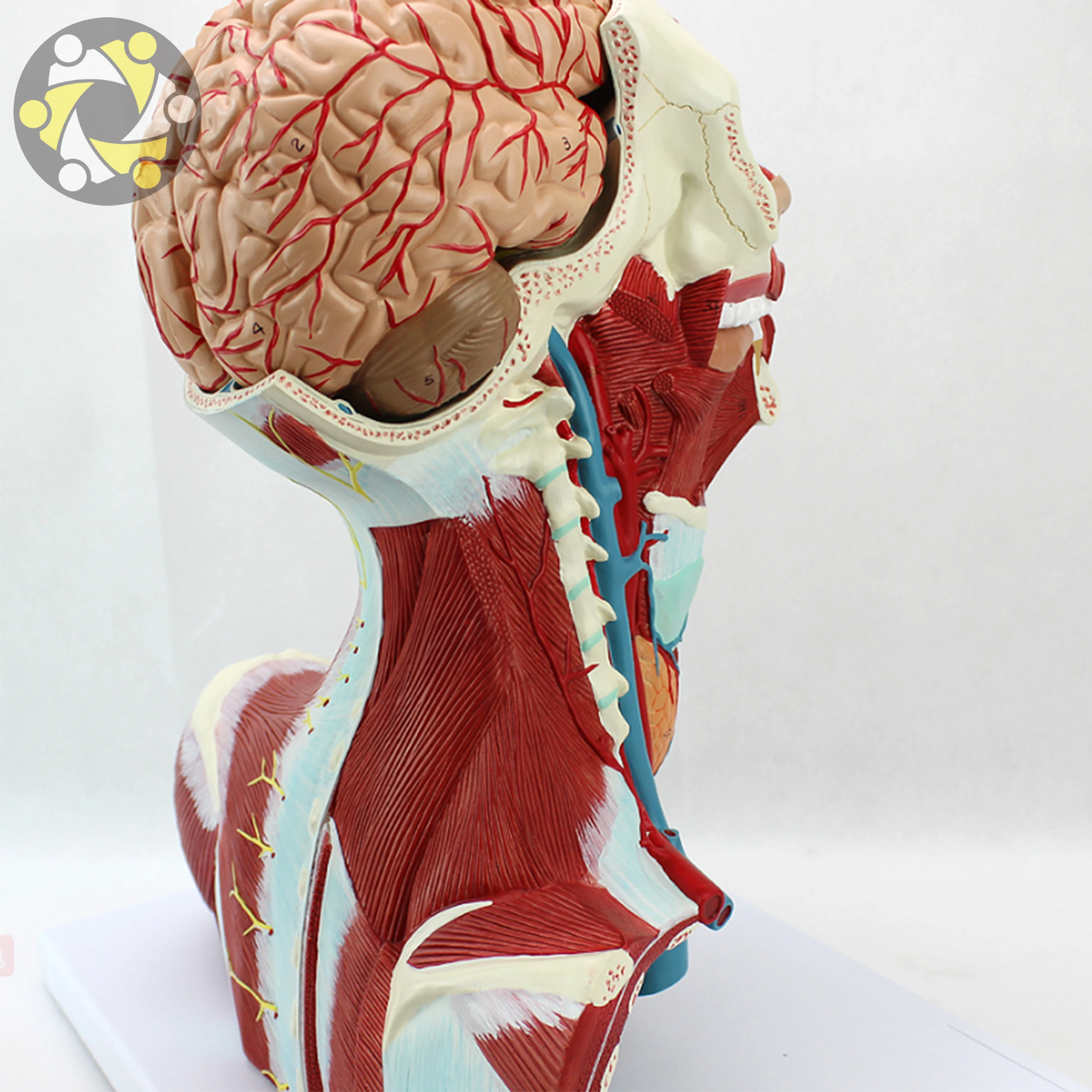 Educational Lab Medical Science Teaching Resources New Style Head and Neck Muscle Model 4 Layer Manikin Head in Export Carton