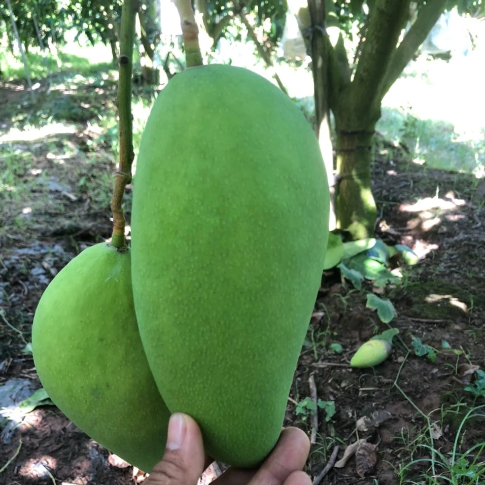 TUONG mango with good certification help improve health for daily use export from Vietnam