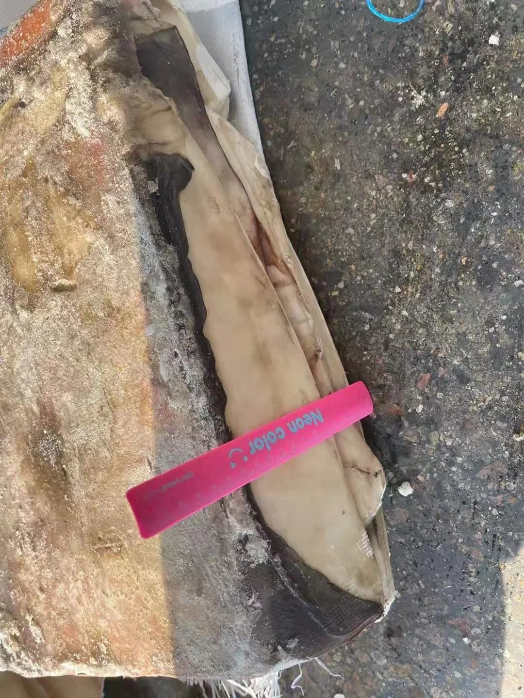 Wholesale Good Sale Seafood Frozen Peru Squid Meat With Skin Giant Squid Fillet