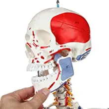 180cm medical human body model skeletal muscle marker model with human anatomy teaching, for schools, hospitals use