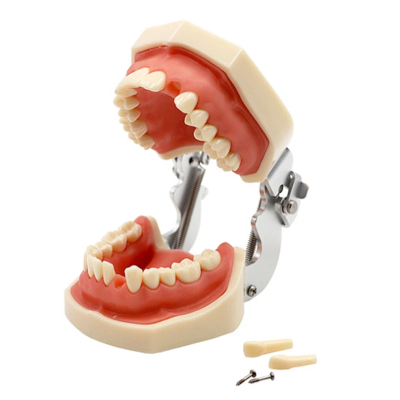 Dental Practice Model Life Size Human Teeth Model Dental Orthodontic Model
