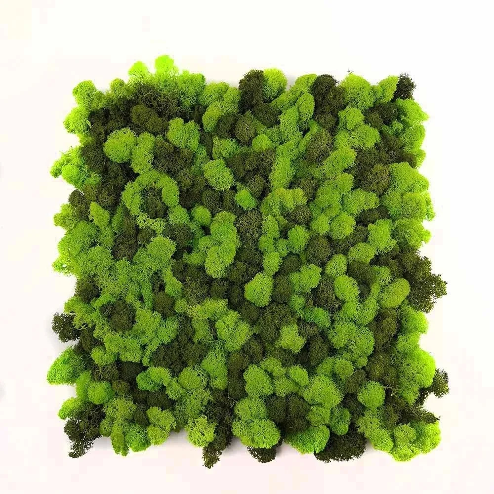 green reindeer moss preserved stabilized moss panel home decor for Christmas decoration