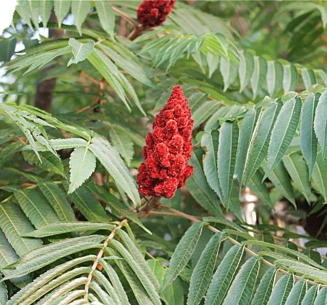 New dried garden tree planting road decoration staghorn sumac seeds