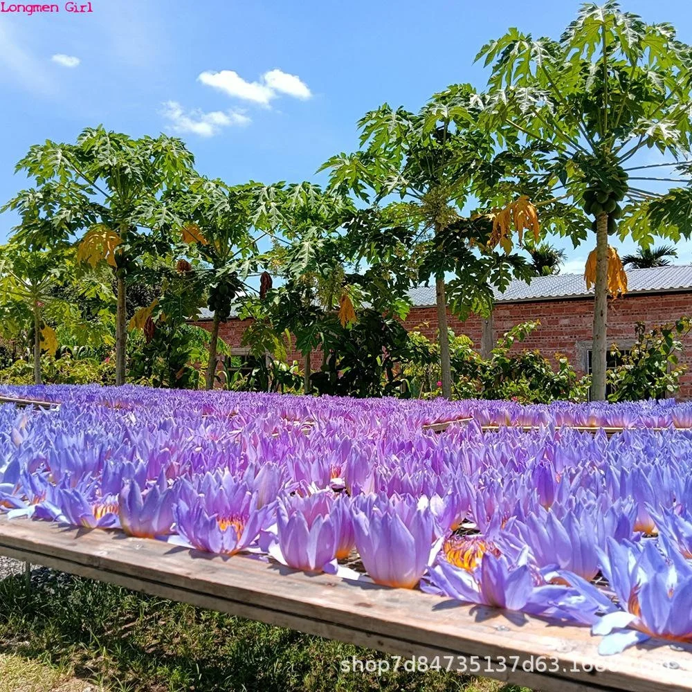 Outdoor health care high quality natural blue lotus dried flowers in bulk 1000g