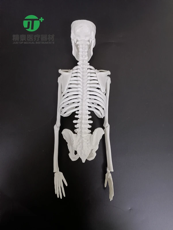 Маленький скелет человека 45 см
