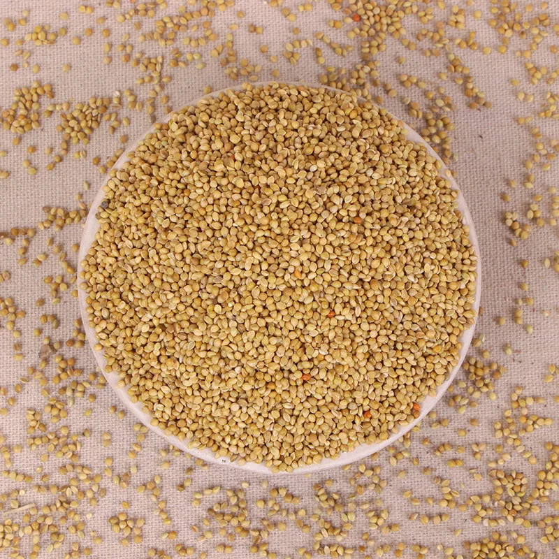 The new crop is native to Yellow Broomcorn Millet and which can be used as food for birds