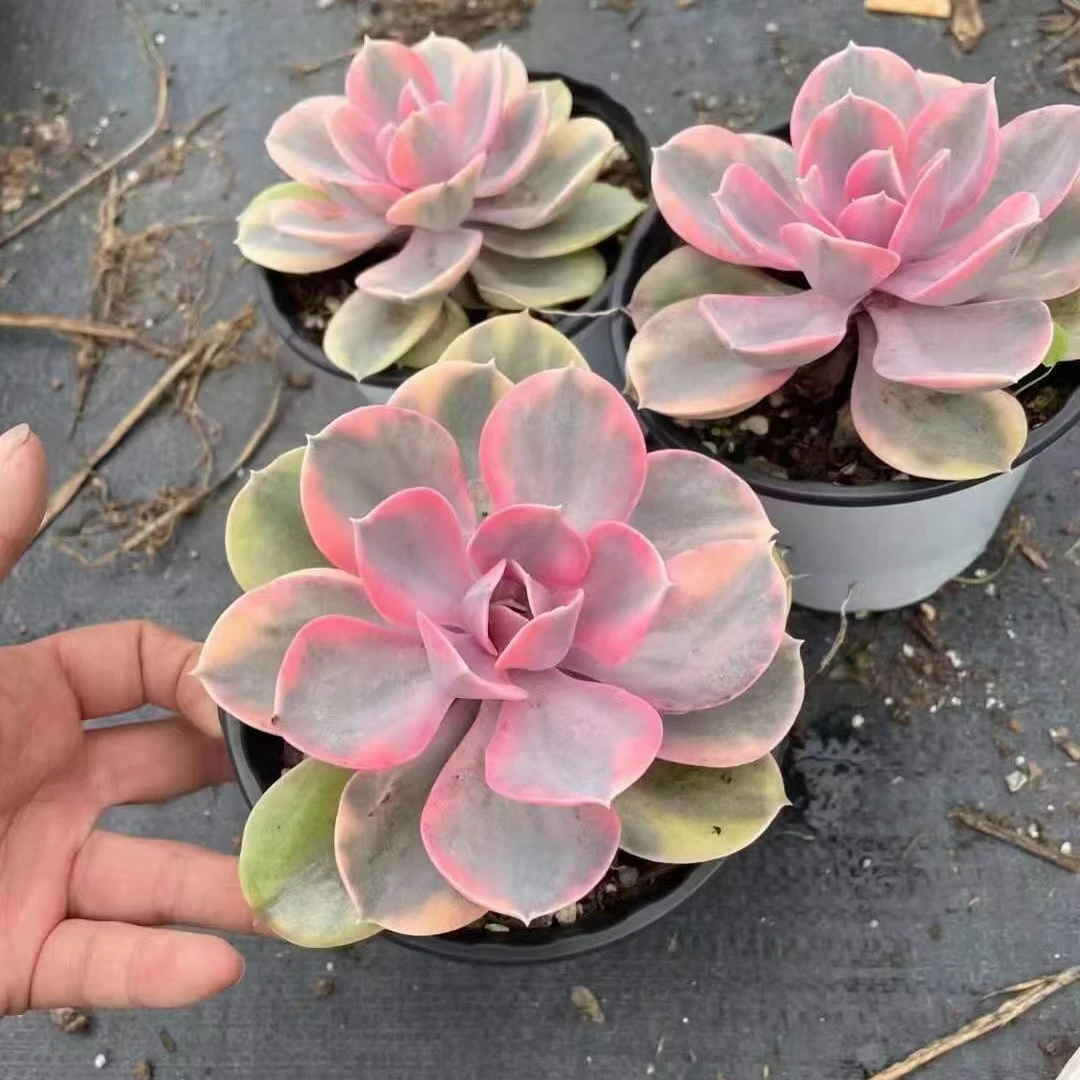 12cm Pot Live Succulent Plants Rainbow Ornamental Plant Garden