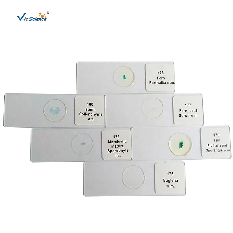 
Student Rice leaf cutting glass microscope prepared slides 