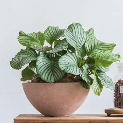 2023 Factory Wholesale High Quality And Reasonable Price Durable Reusable Cement Flowerpot