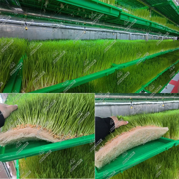 Made in China best price livestocks animal feed fresh grass fodder sprout hydroponic machine
