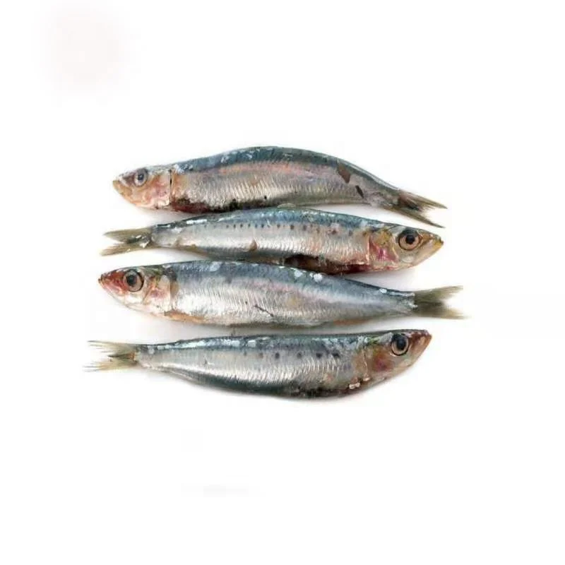Good quality frozen sardine bait tuna fishing