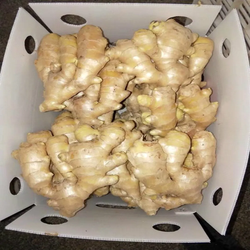  Fresh Bulk Organic Ginger sale in