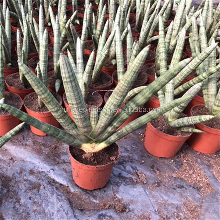 
 Все типы растений sansevieria snake  