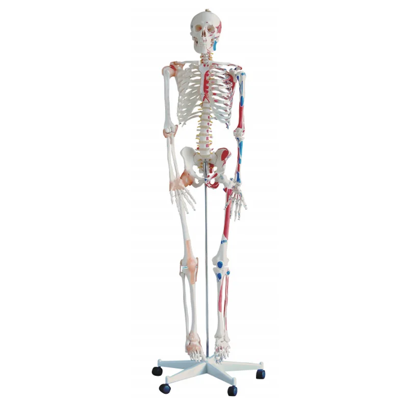 Medical Training Model Educational Anatomical 85Cm 180Cm Human Life Size Plastic Skeleton Model