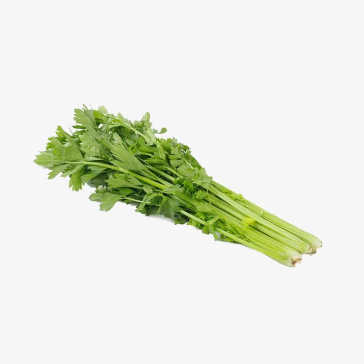 Good quality and low price delicious fresh green celery for sale