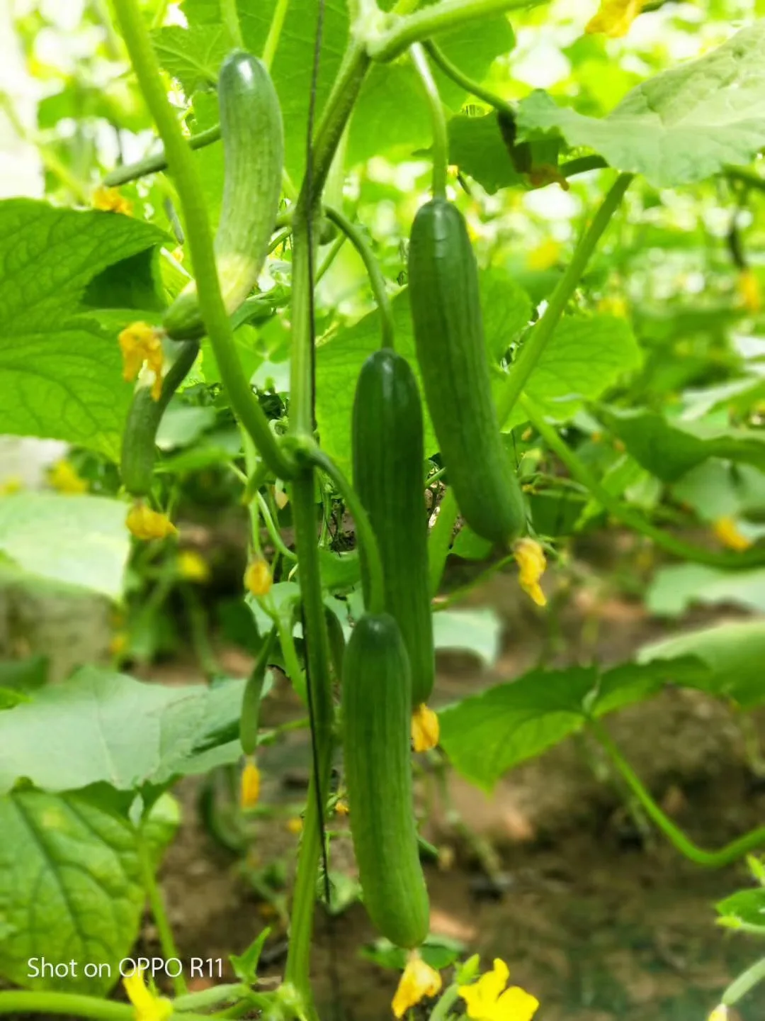 Heat Tolerant hybrid cucumber seeds for open filed
