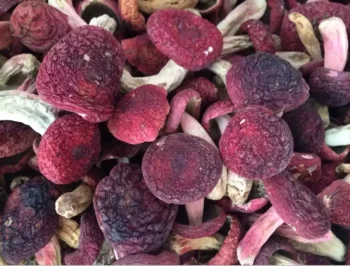 Professional industrial vegetable dehydrator mushroom heat pump drying room