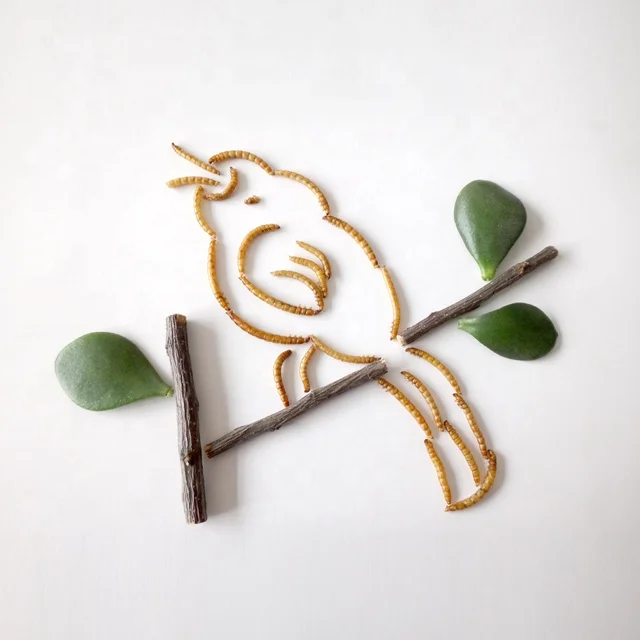 
High Quality and Eco Friendly Parrot Food Bird Food Poultry Food 100% Natural Dried Live Mealworms 