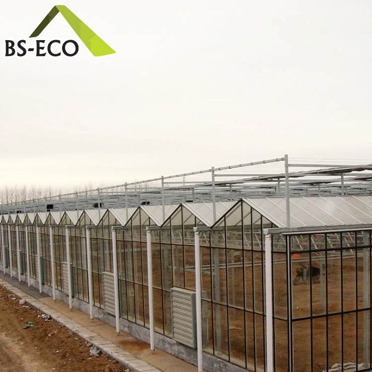 Multi-span glass greenhouse planting vertical farming Nft hydroponic system for tomato lettuce growing