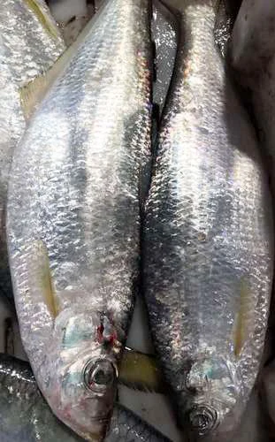 Wholesale Bulk Good Quality IQF Frozen White Sea Bream Fish