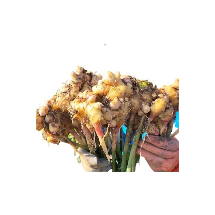 Высокое качество, фирменная торговая марка, зрелые органические сельское хозяйство, свежий молодой имбирь