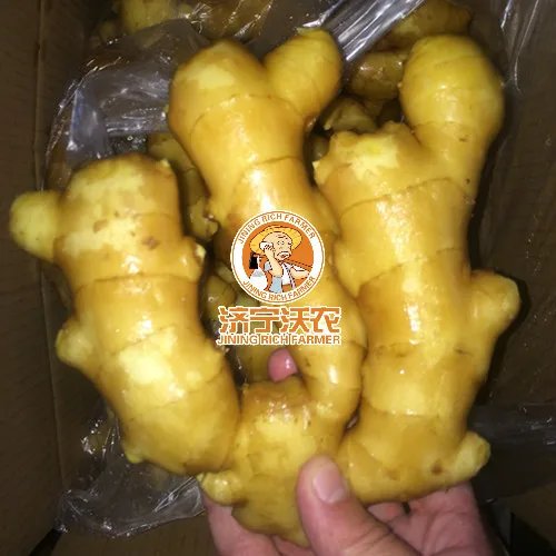 Fresh Ginger Buyers In China Good Quality Ginger Price Per Ton