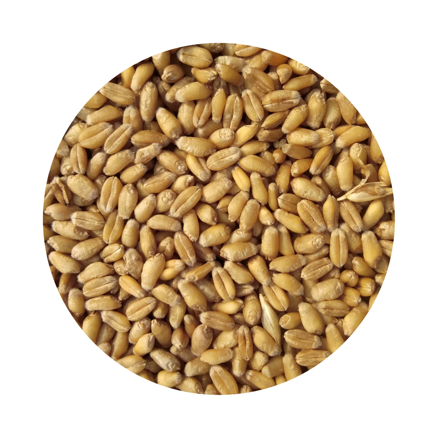 
Сельскохозяйственная зерно-фрезеровочная Пшеница 500MT 