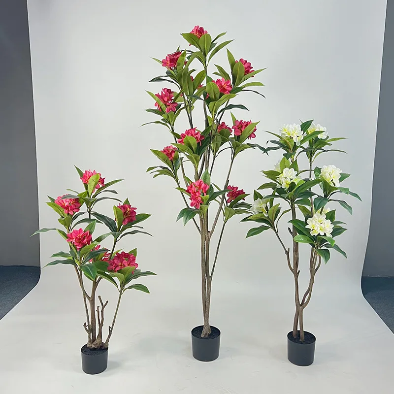 Tropical plants potted Frangipani tree for hotel decoration bonsai plumeria tree
