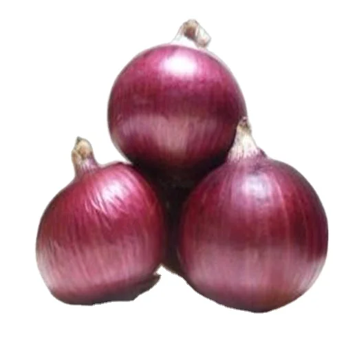 
hot sale fresh new crop onion red yellow purple China 