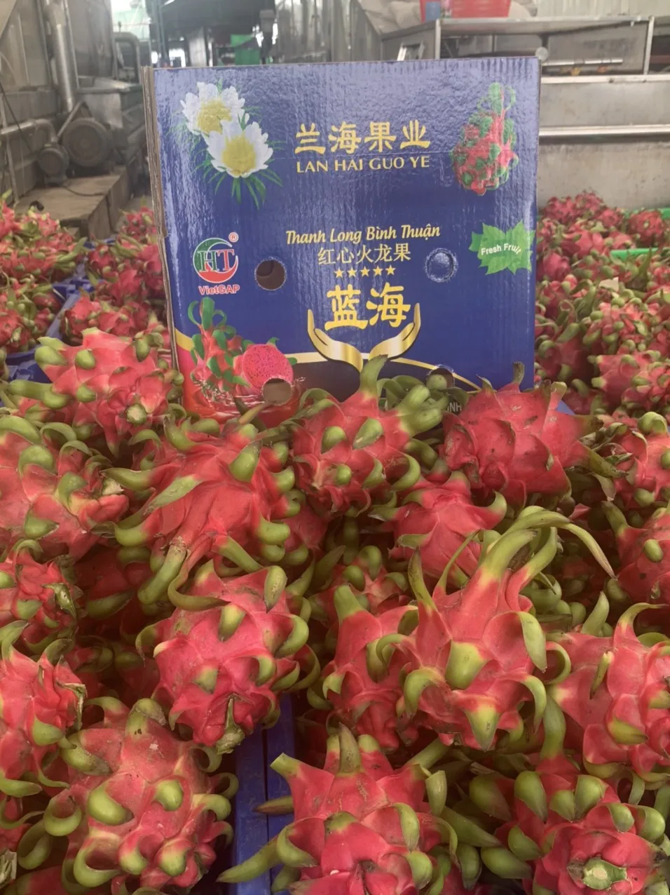 
High quality-fresh sweet dragon fruit from Viet Nam 