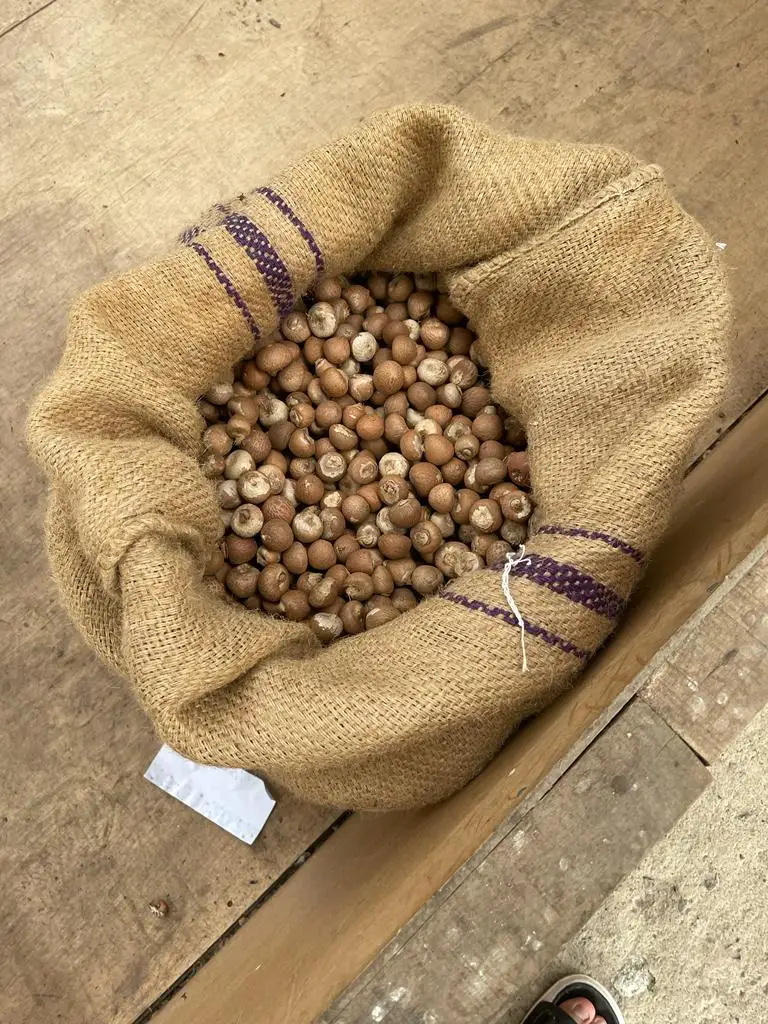 Premium Grade Of Betel Nut Supply Best Selling 100 % Natural Brown Color Dried Betel Nut Hot Sale With High Quality