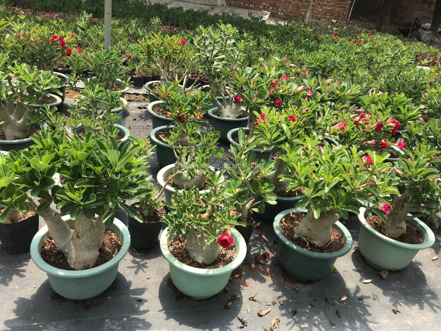 
Professional manufacture cheap foliage plants natural plants ornamental adenium abesum red flower 