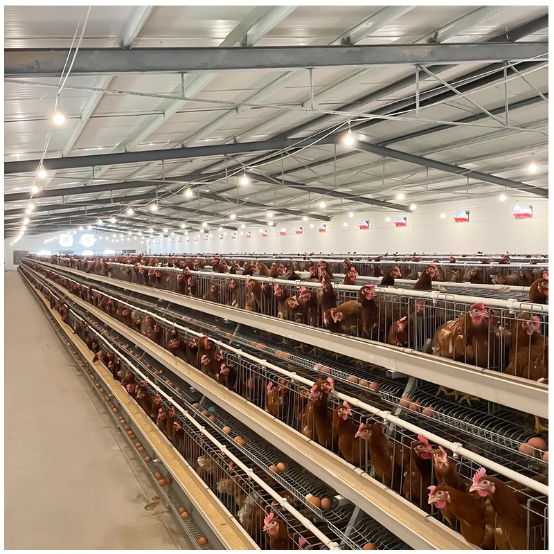 Клетка для кормления кур оборудование сбора яиц птиц животных