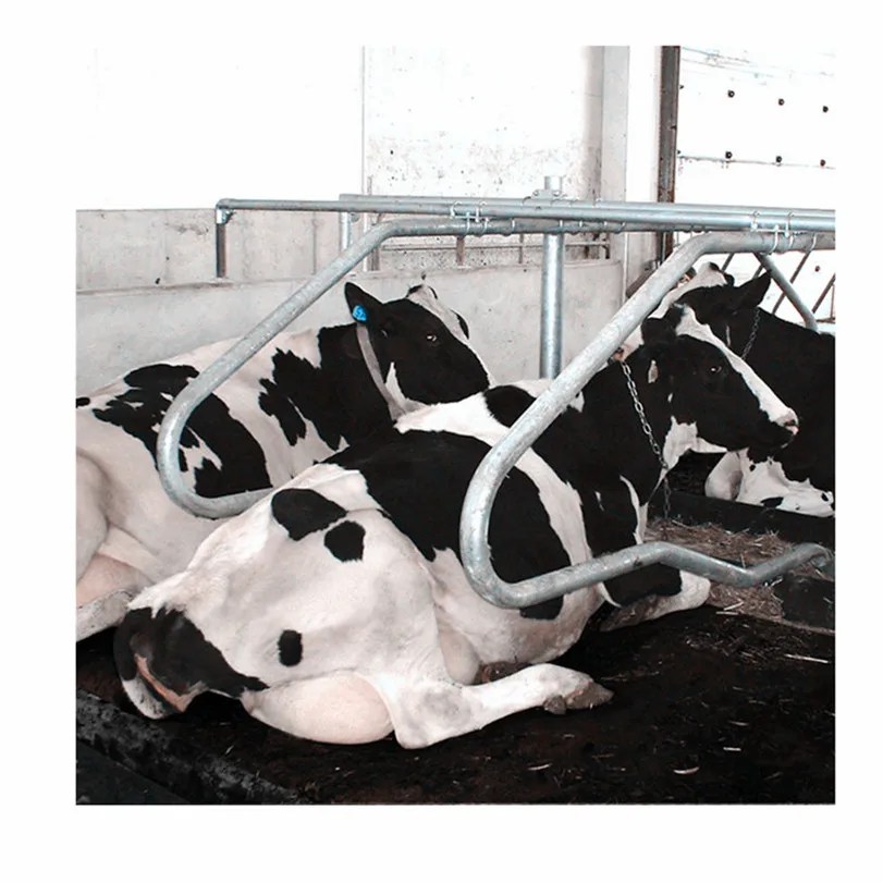 
Diary Farm Loops Cow Free Stall Small Dairy Barn Plans Calf Cubicles 