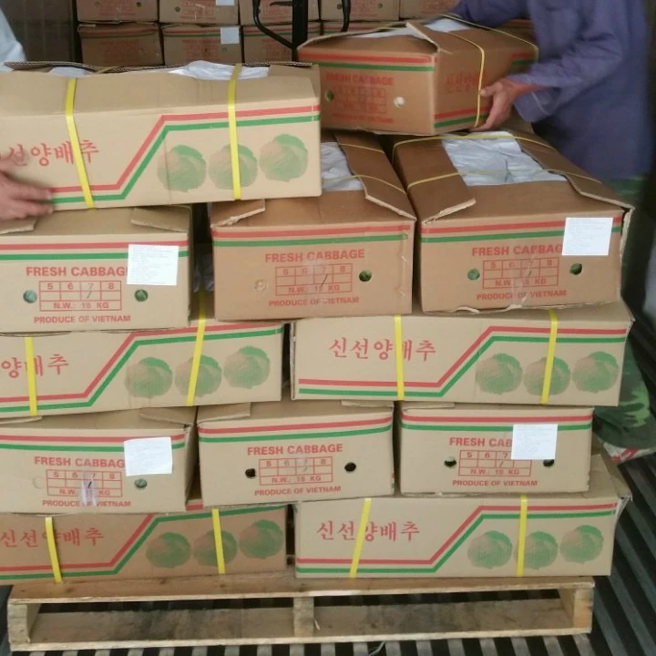 Новое поступление, Высококачественная свежая капуста с индивидуальным логотипом и упаковкой, Лучшая цена из Вьетнама