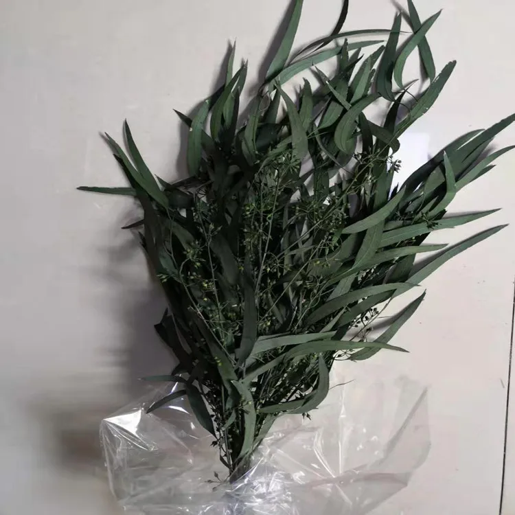 Amazon hot sell home decoration wholesale everlasting eucalyptus leaves preserved eucalyptus saligna seed