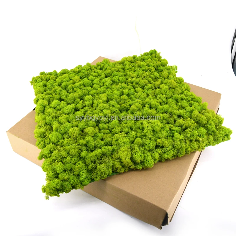 DIY Preserved Stabilized Natural Reindeer Moss decorative 3d 50cm yellowish-green Artificial Moss Wall Panel