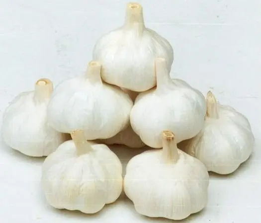wholesale Chinese garlic  normal white garlic pure white garlic
