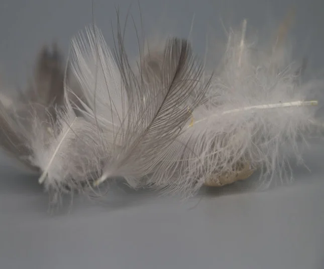 Hot Sale Washed Grey Duck Down Feather Filling Material Pillow Filling Material