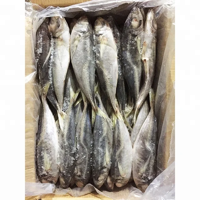  Замороженная Конская скумбрия 23 см + Land/Trachurus