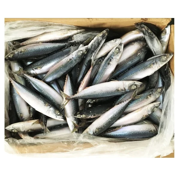 Лучшее Качество Целая замороженных Тихоокеанского рыба скумбрия