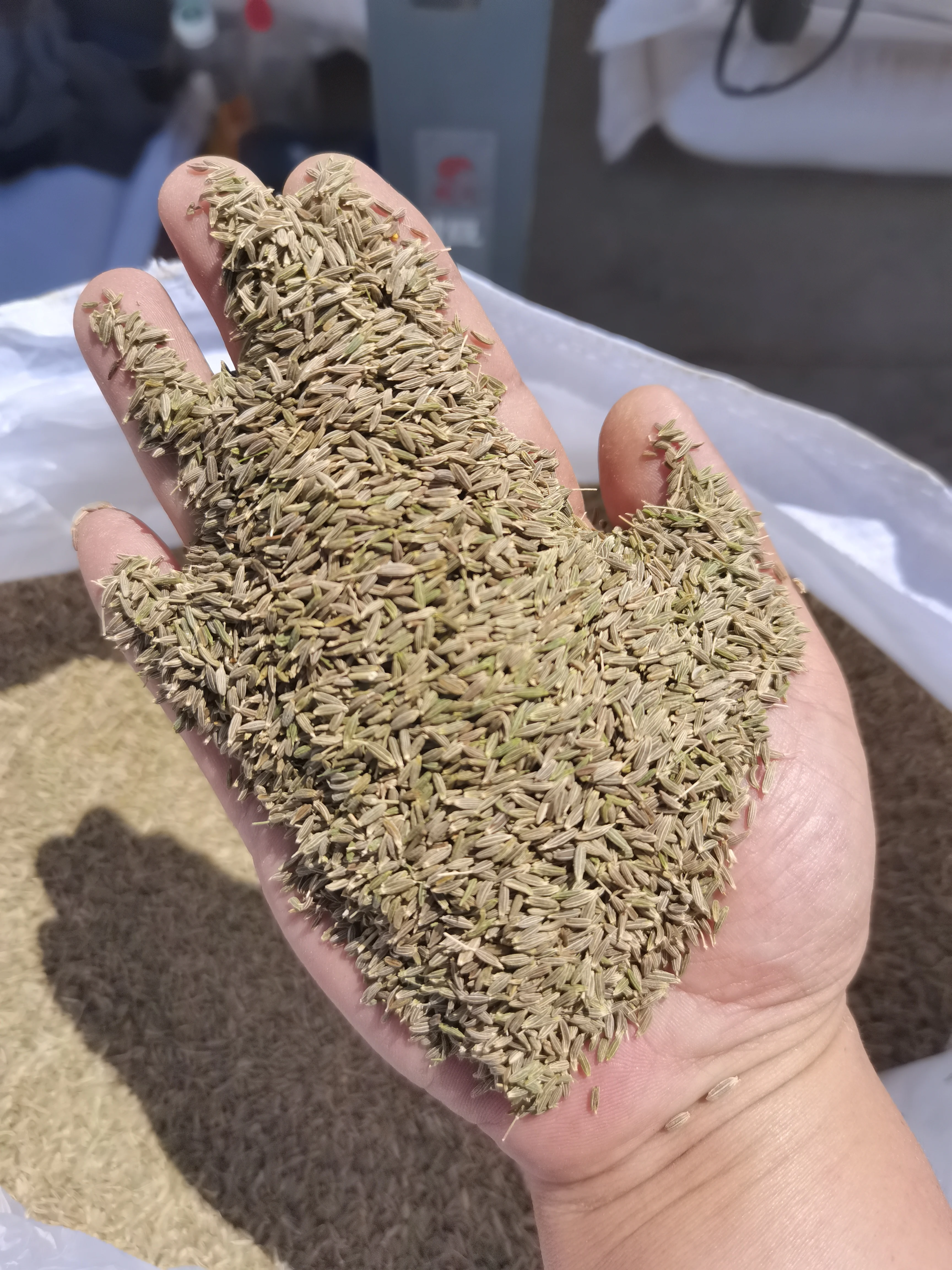 Premium quality dried cumin grain Chinese black cumin seeds organic cumin spice for sale