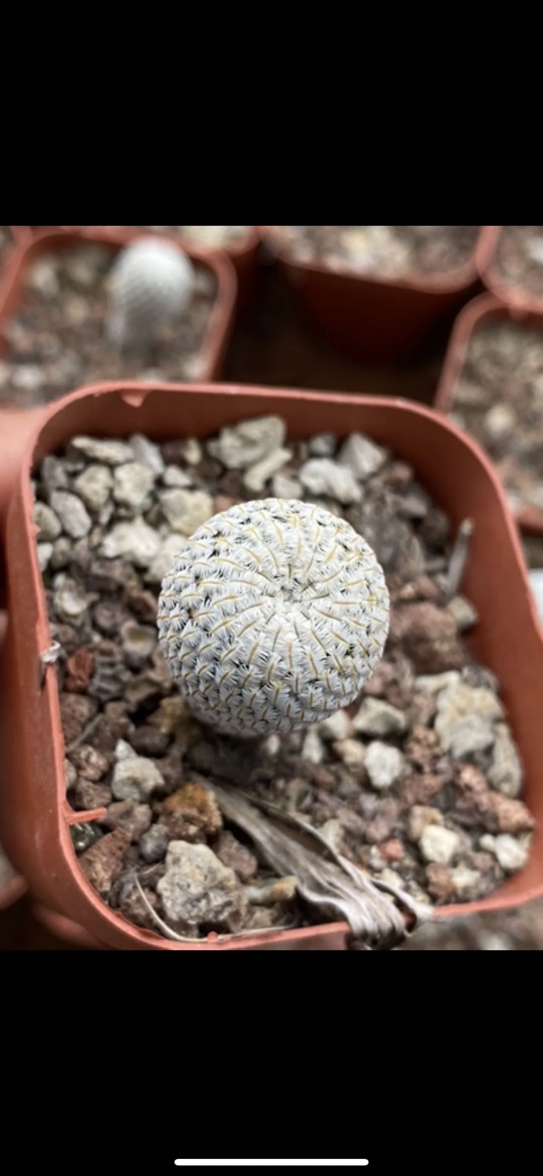 Home decoration dried cactus palm