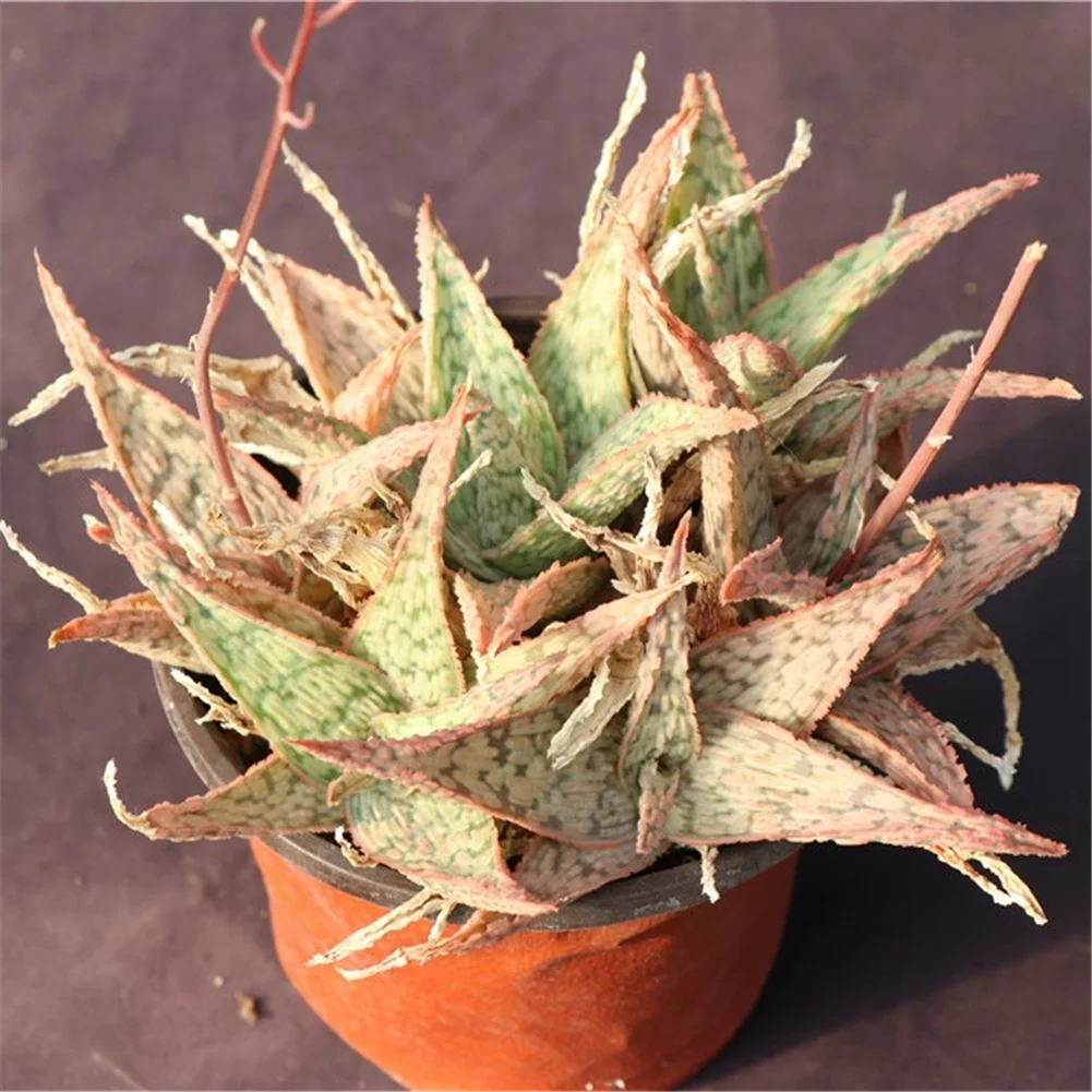 Farm direct Aloe ornamental succulent live plants set natural for home decoration